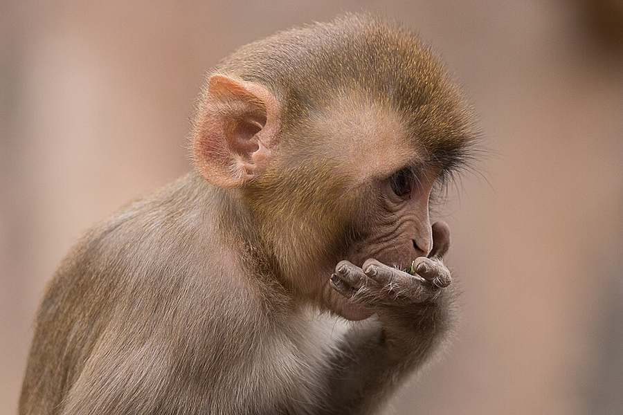 Galtaji (Monkey Temple) — Jaipur Heritage Tour