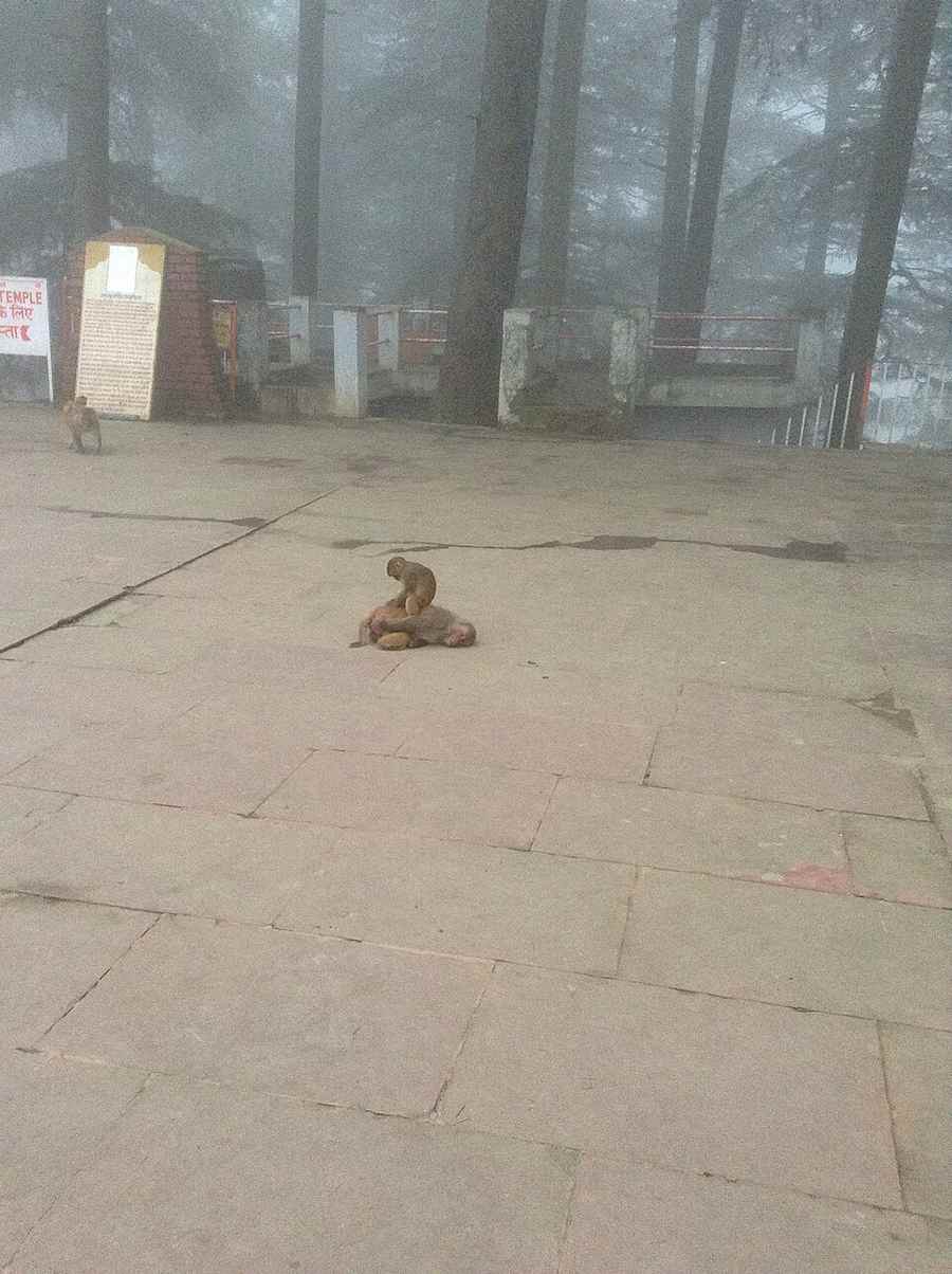 Jakhu Temple — Delhi Hill Circuit
