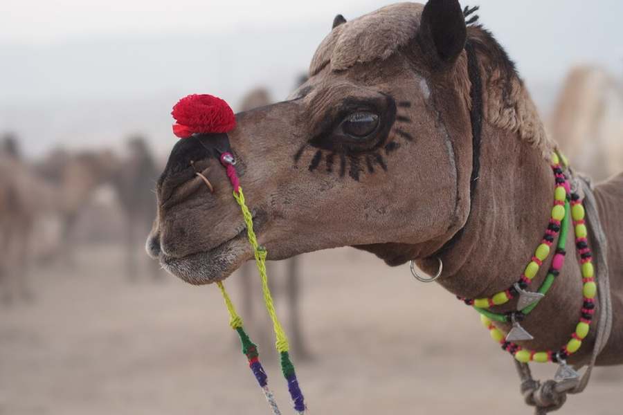 Pushkar Camel Fair grounds — Jaipur–Pushkar–Ajmer Tour